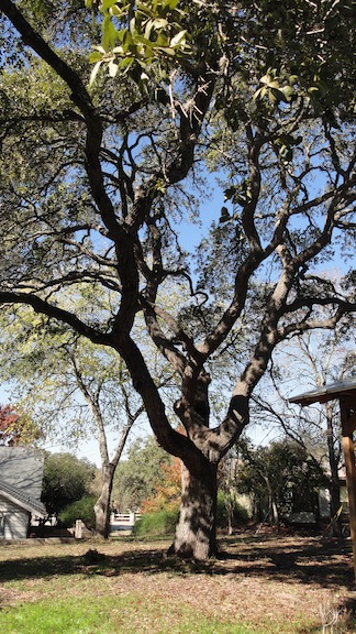 Pankey's Tree